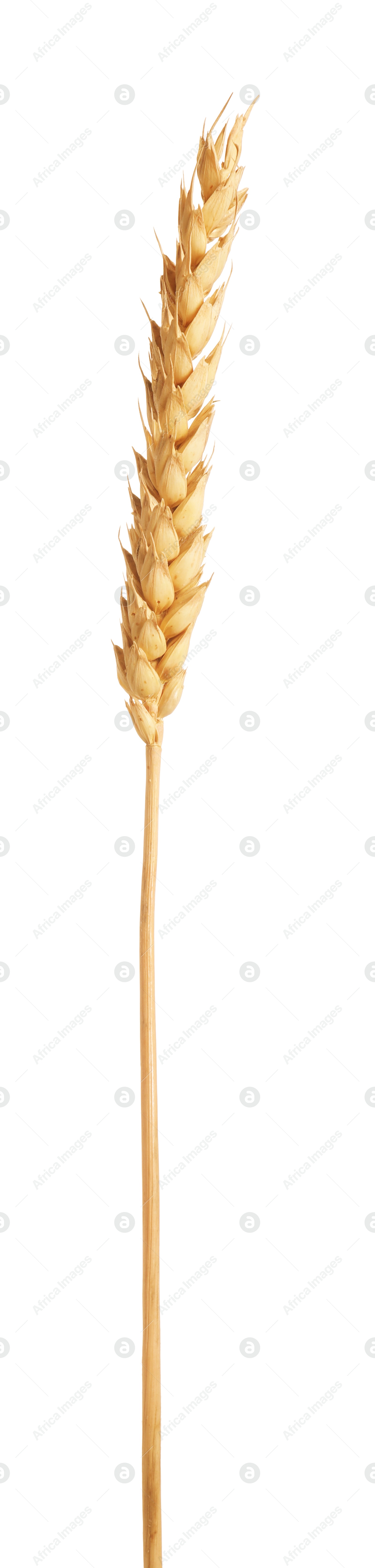 Photo of One golden wheat ear isolated on white