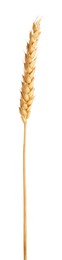 Photo of One golden wheat ear isolated on white