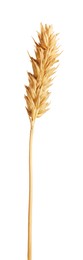 Photo of One golden wheat ear isolated on white