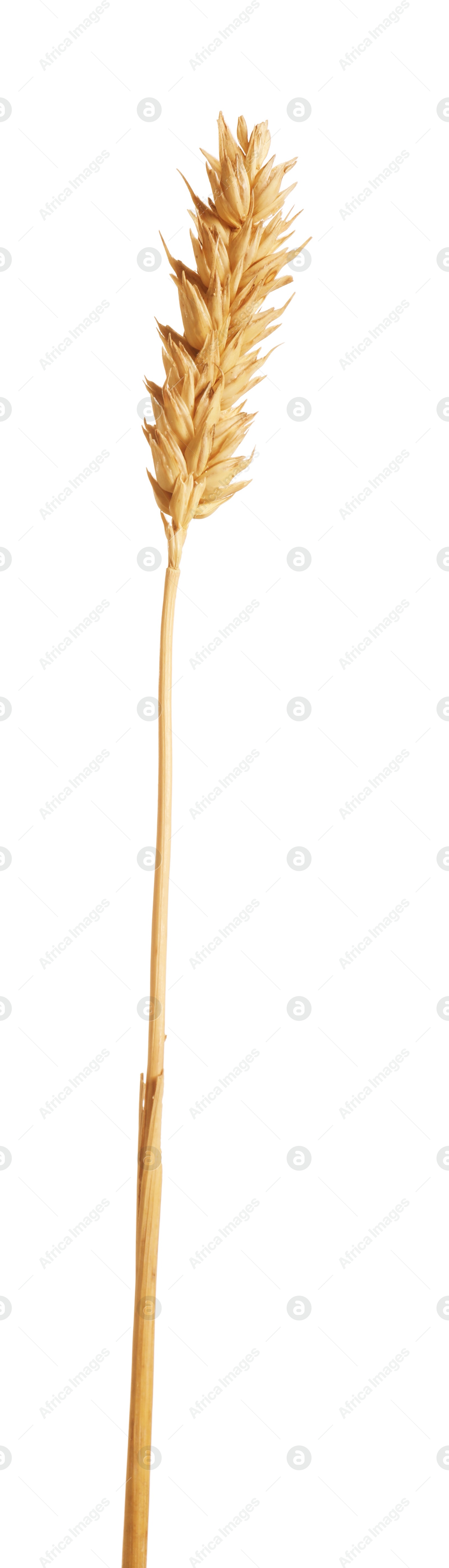 One golden wheat ear isolated on white Photo of One golden wheat ear isolated on white