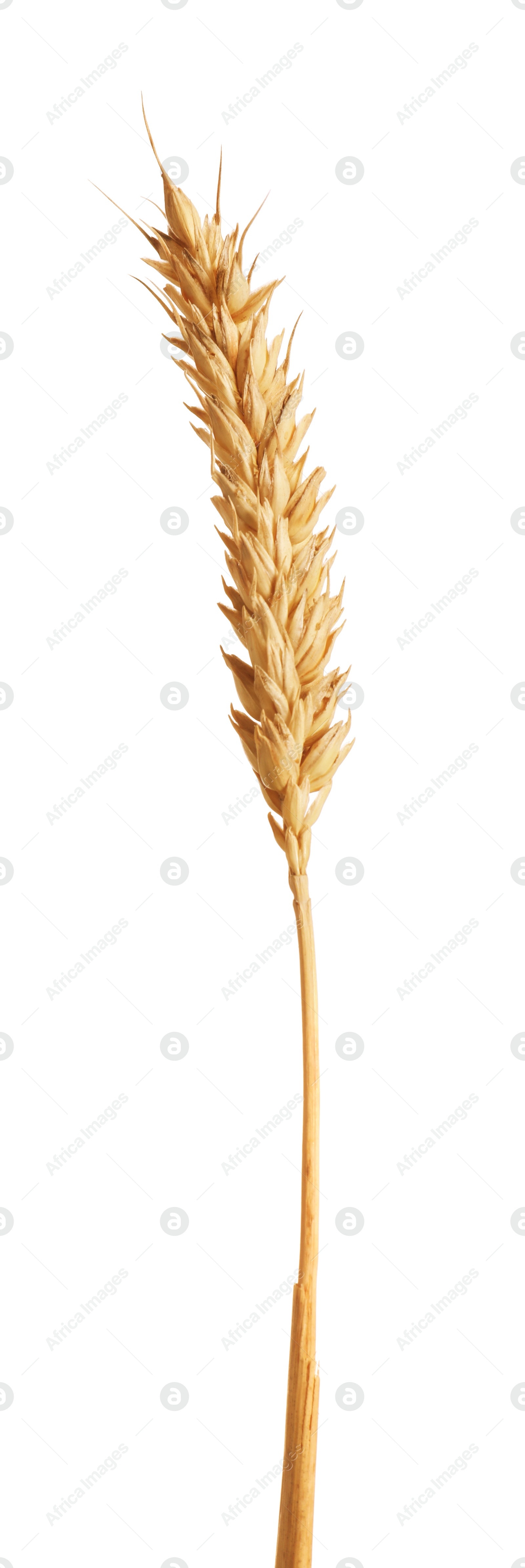 One golden wheat ear isolated on white Photo of One golden wheat ear isolated on white