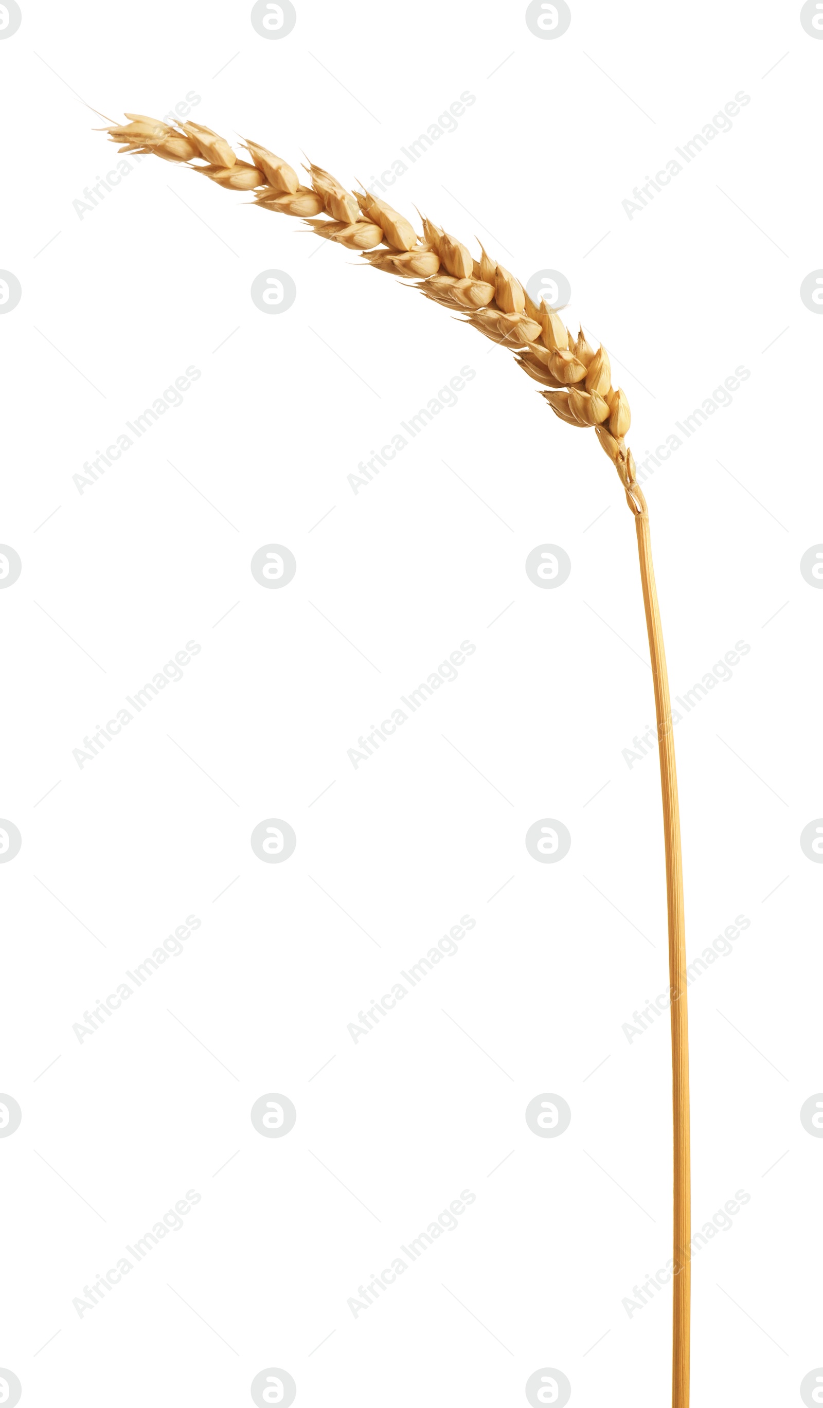 Photo of One golden wheat ear isolated on white
