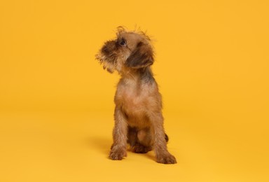 Photo of Cute Brussels Griffon puppy on orange background