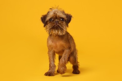 Photo of Cute Brussels Griffon puppy on orange background