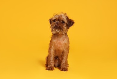 Photo of Cute Brussels Griffon puppy on orange background