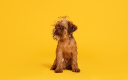 Photo of Cute Brussels Griffon puppy on orange background