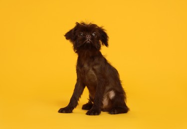 Photo of Cute Griffon puppy on orange background. Lovely pet