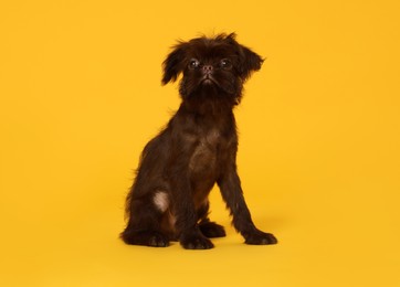 Photo of Cute Griffon puppy on orange background. Lovely pet