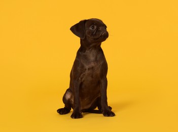 Photo of Cute Brabancon Griffon puppy on orange background