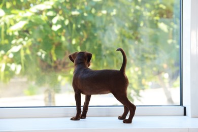 Photo of Cute Brabancon Griffon puppy near window indoors