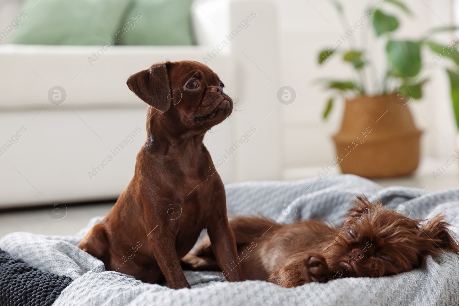 Cute Griffon puppies on pet bed indoors Photo of Cute Griffon puppies on pet bed indoors