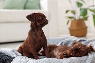 Photo of Cute Griffon puppies on pet bed indoors