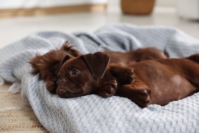 Photo of Cute Griffon puppies on pet bed indoors