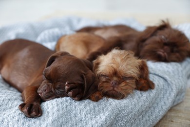 Photo of Cute Griffon puppies sleeping on pet bed indoors