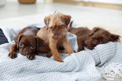 Photo of Cute Griffon puppies on pet bed indoors