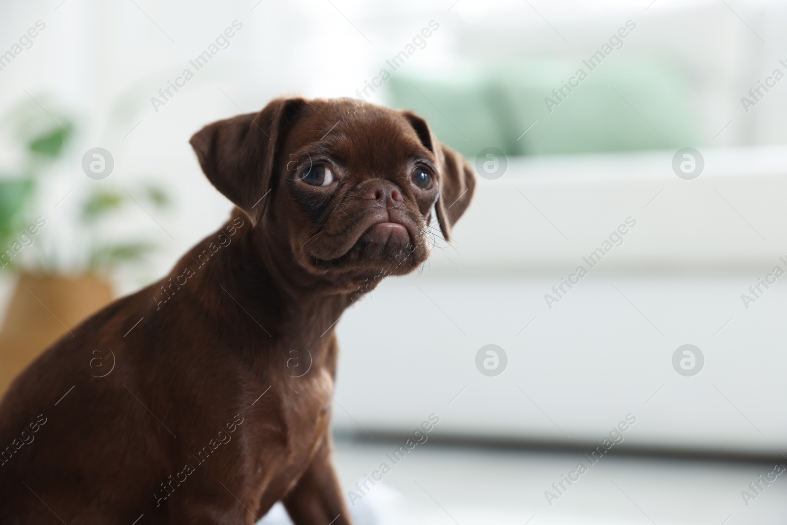 Cute Brabancon Griffon puppy indoors, space for text Photo of Cute Brabancon Griffon puppy indoors, space for text