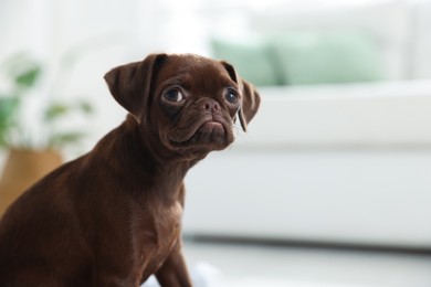 Photo of Cute Brabancon Griffon puppy indoors, space for text