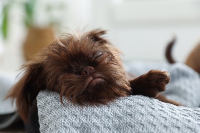 Photo of Cute Griffon puppy sleeping on pet bed indoors