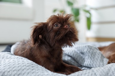 Photo of Cute Griffon puppy on pet bed indoors