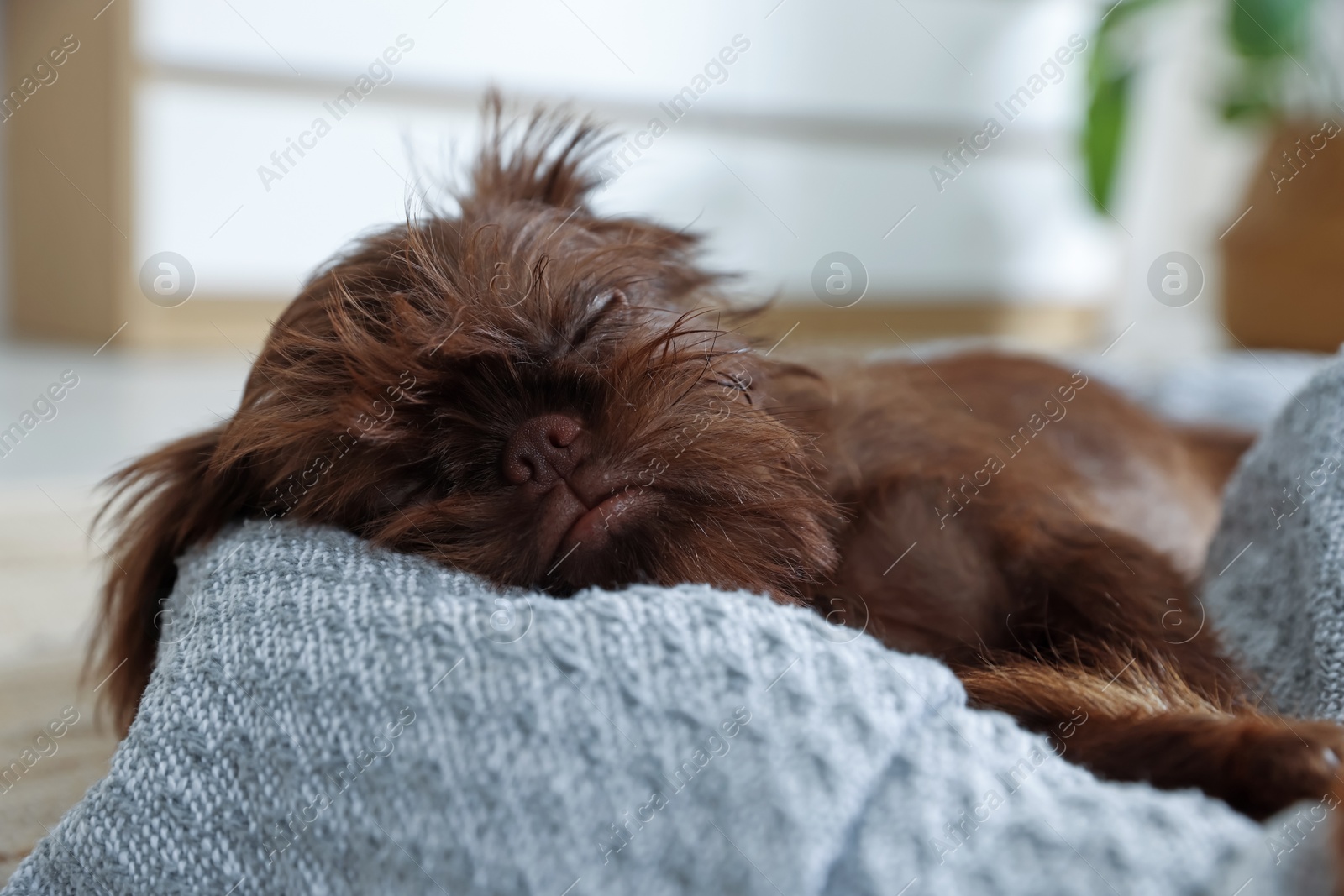 Cute Brussels Griffon puppy sleeping on pet bed indoors Photo of Cute Brussels Griffon puppy sleeping on pet bed indoors