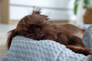 Photo of Cute Brussels Griffon puppy sleeping on pet bed indoors