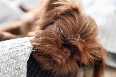 Photo of Cute Griffon puppy on pet bed indoors