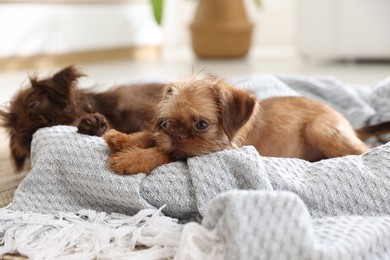 Photo of Cute Brussels Griffon puppies on pet bed indoors