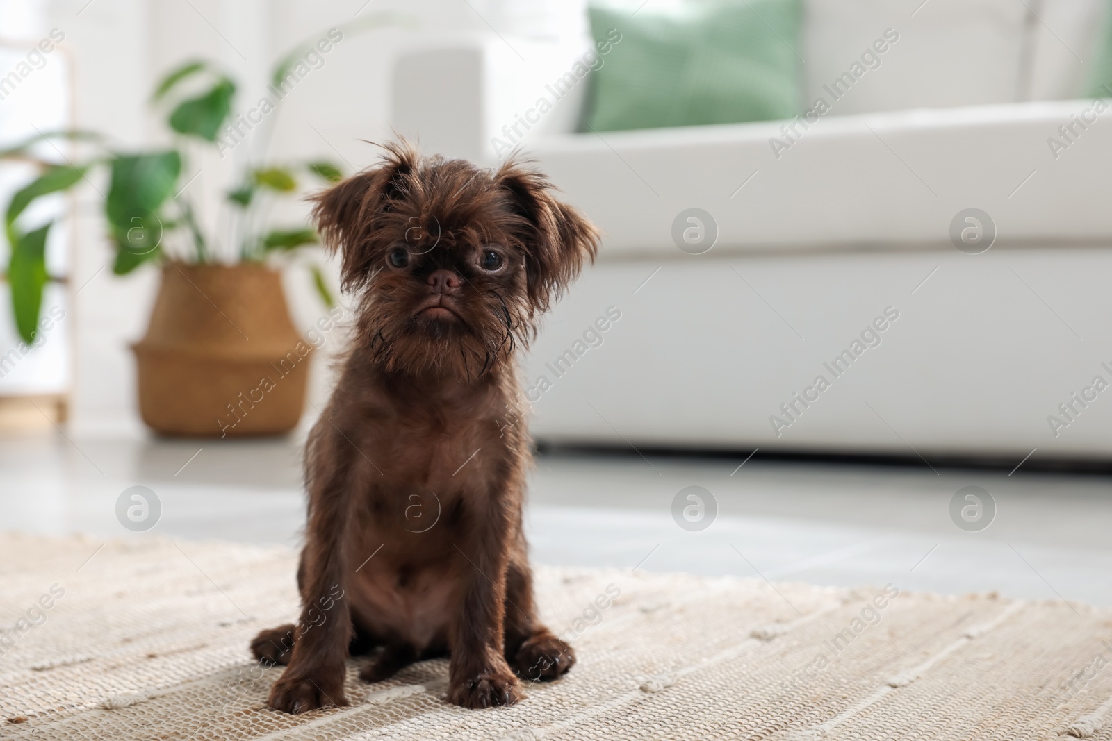 Cute Griffon puppy on floor at home, space for text Photo of Cute Griffon puppy on floor at home, space for text