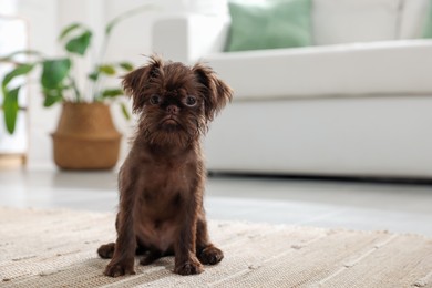 Photo of Cute Griffon puppy on floor at home, space for text