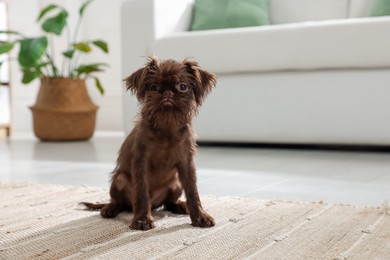 Photo of Cute Griffon puppy on floor at home, space for text