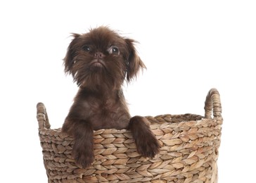 Photo of Cute Griffon puppy in wicker basket on white background
