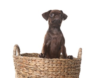 Photo of Cute Brabancon Griffon puppy in wicker basket on white background