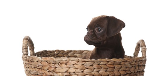 Photo of Cute Brabancon Griffon puppy in wicker basket on white background