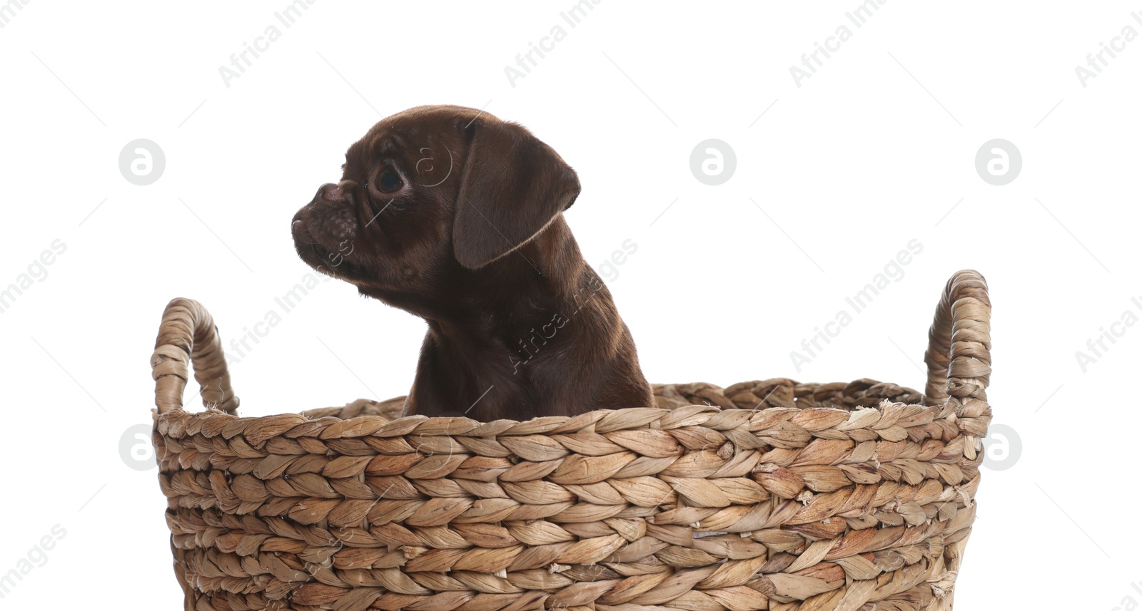 Cute Brabancon Griffon puppy in wicker basket on white background Photo of Cute Brabancon Griffon puppy in wicker basket on white background