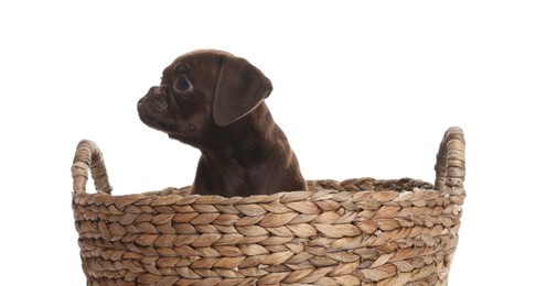 Photo of Cute Brabancon Griffon puppy in wicker basket on white background
