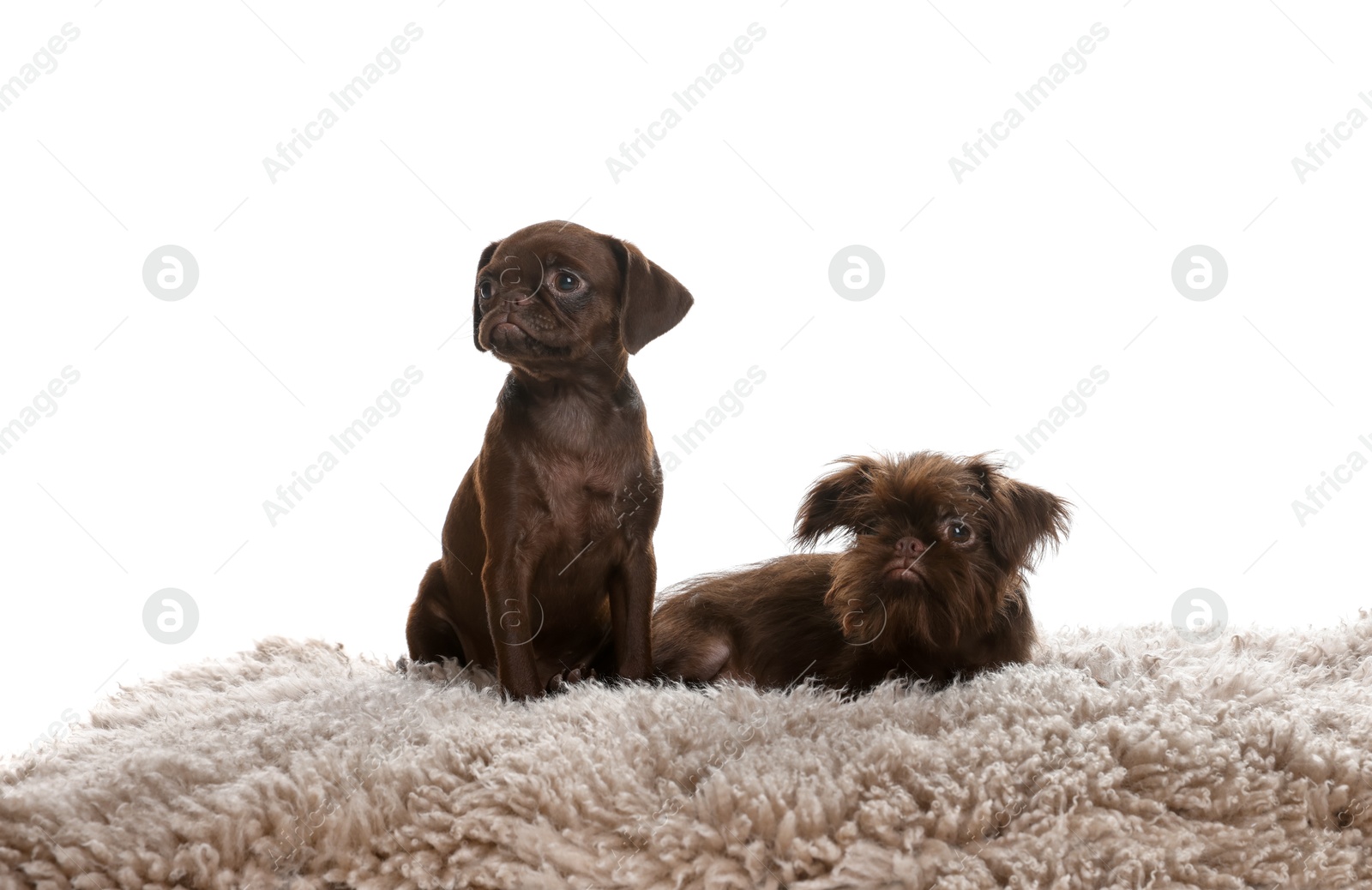 Cute Griffon puppies on rug against white background Photo of Cute Griffon puppies on rug against white background