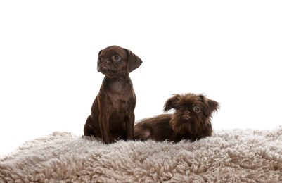 Photo of Cute Griffon puppies on rug against white background