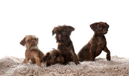 Photo of Cute Griffon puppies on rug against white background