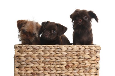 Photo of Cute Griffon puppies in wicker basket on white background