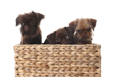 Photo of Cute Griffon puppies in wicker basket on white background