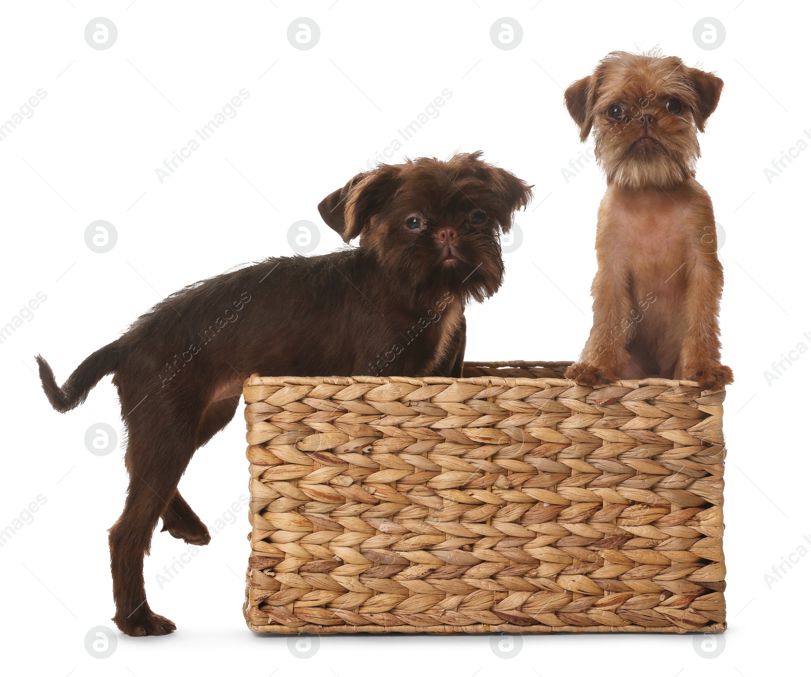 Cute Brussels Griffon puppies in wicker basket on white background Photo of Cute Brussels Griffon puppies in wicker basket on white background