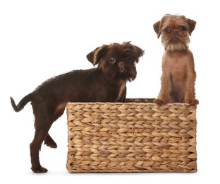 Photo of Cute Brussels Griffon puppies in wicker basket on white background