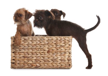 Photo of Cute Griffon puppies in wicker basket on white background