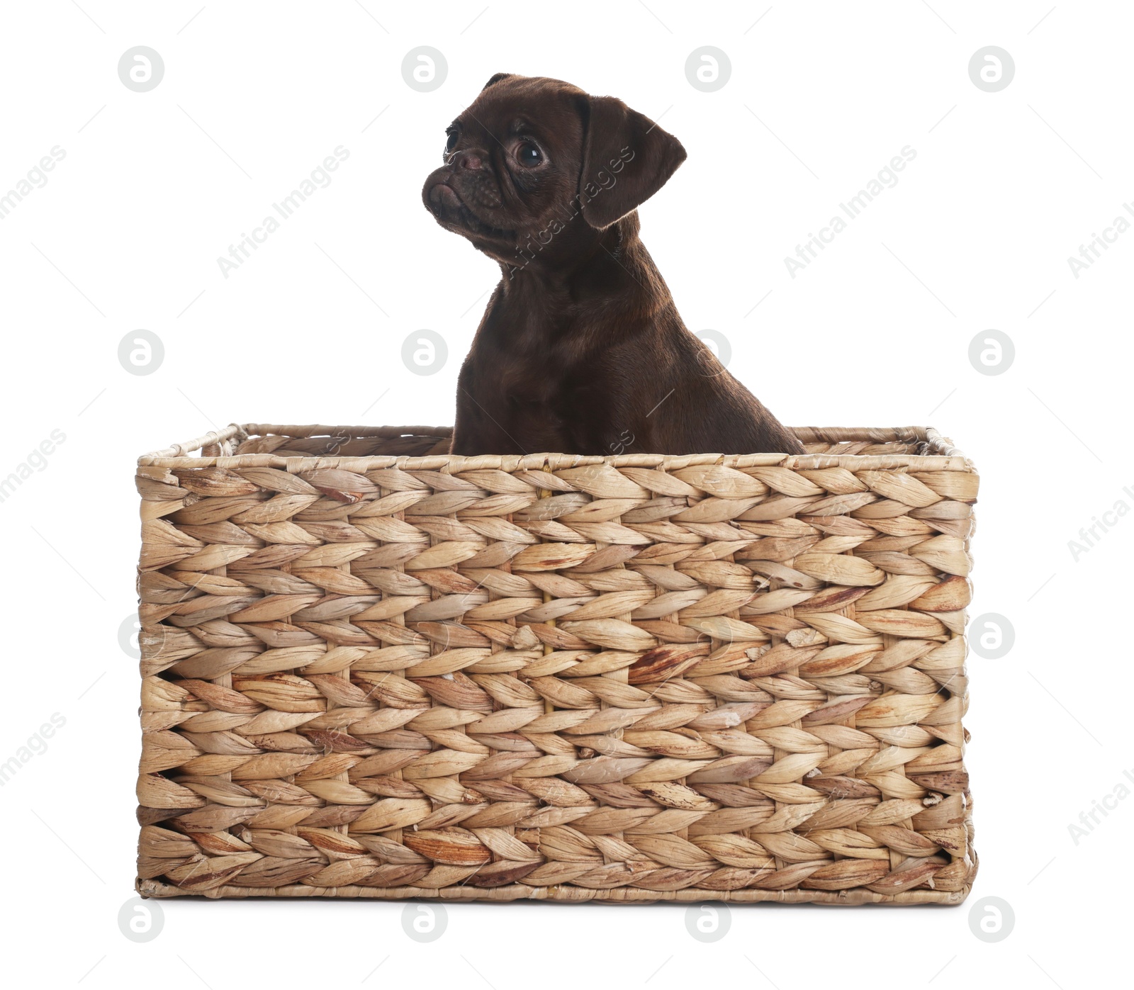 Cute Brabancon Griffon puppy in wicker basket on white background Photo of Cute Brabancon Griffon puppy in wicker basket on white background