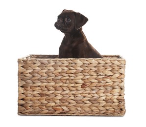 Photo of Cute Brabancon Griffon puppy in wicker basket on white background