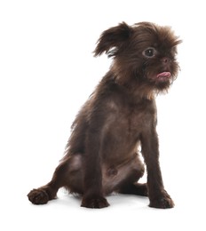 Photo of Cute Griffon puppy on white background. Lovely pet