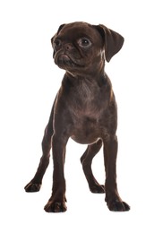 Photo of Cute Brabancon Griffon puppy on white background
