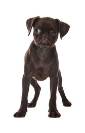 Photo of Cute Brabancon Griffon puppy on white background