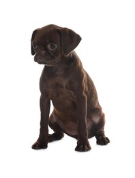 Photo of Cute Brabancon Griffon puppy on white background