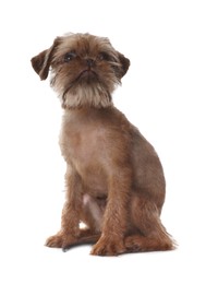 Photo of Cute Brussels Griffon puppy on white background